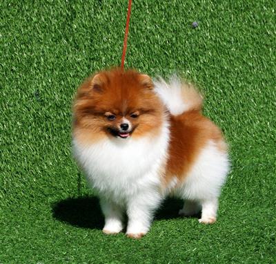 Các bệnh về mắt thường gặp ở chó Phốc Sóc và cách chăm sóc mắt cho chó Phốc Sóc 